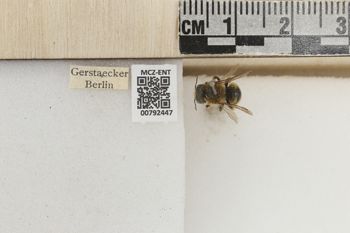 Media type: image;   Entomology 792447 Aspect: Labels